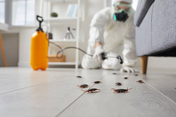 Commercial Kitchen Cockroach Control in St. George